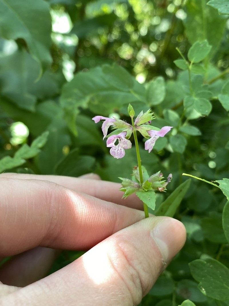 Hyssopleaf Hedgenettle photo 7