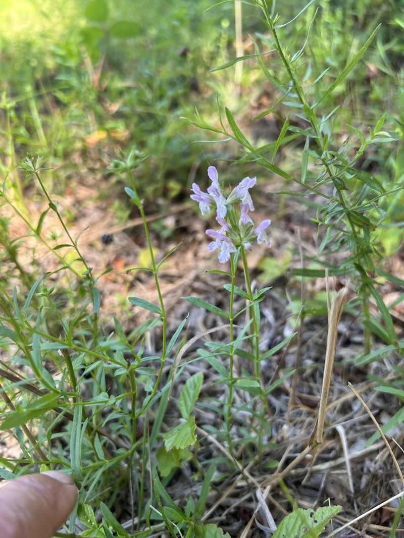 Hyssopleaf Hedgenettle photo 8