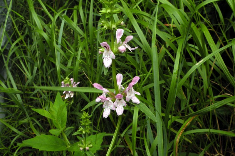 Hyssopleaf Hedgenettle photo 2