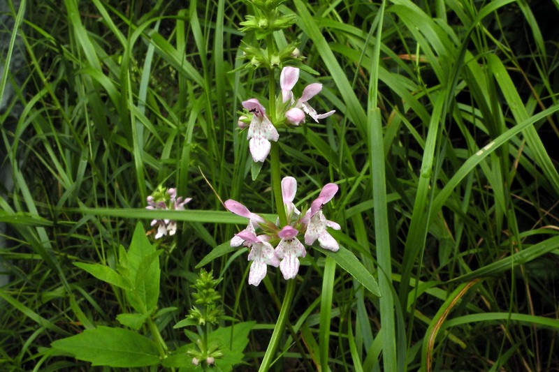Hyssopleaf Hedgenettle photo 3