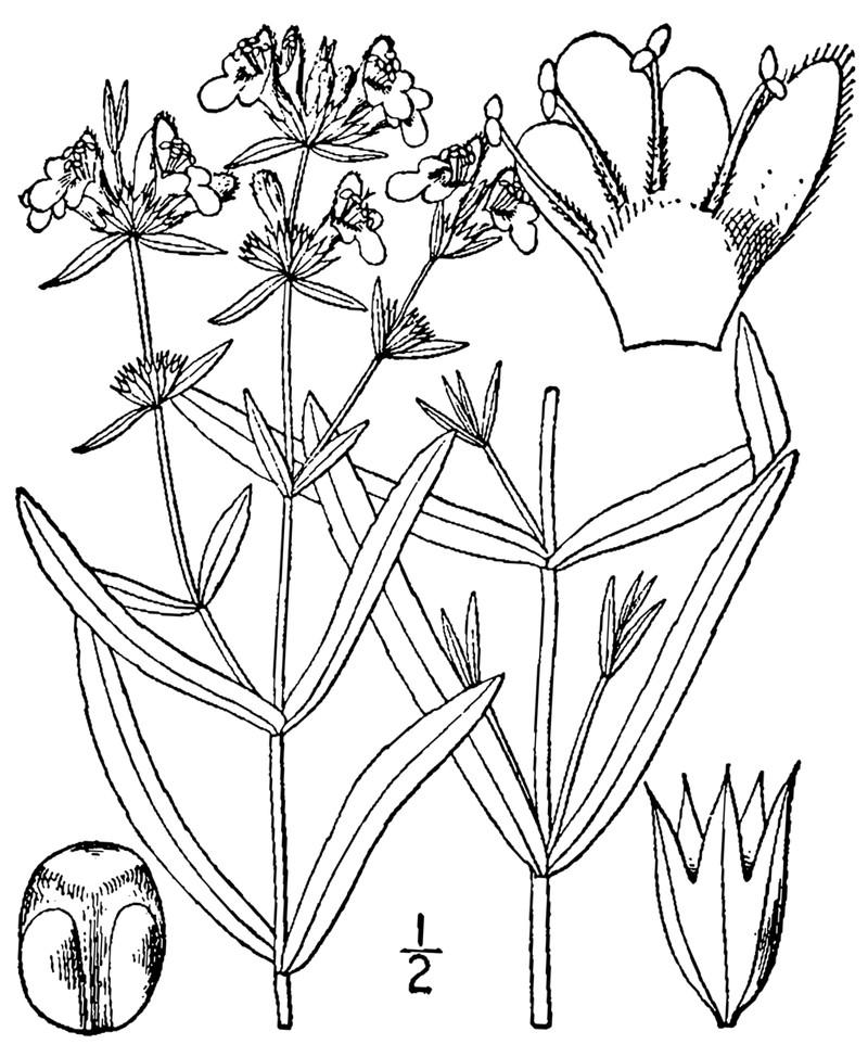 Hyssopleaf Hedgenettle