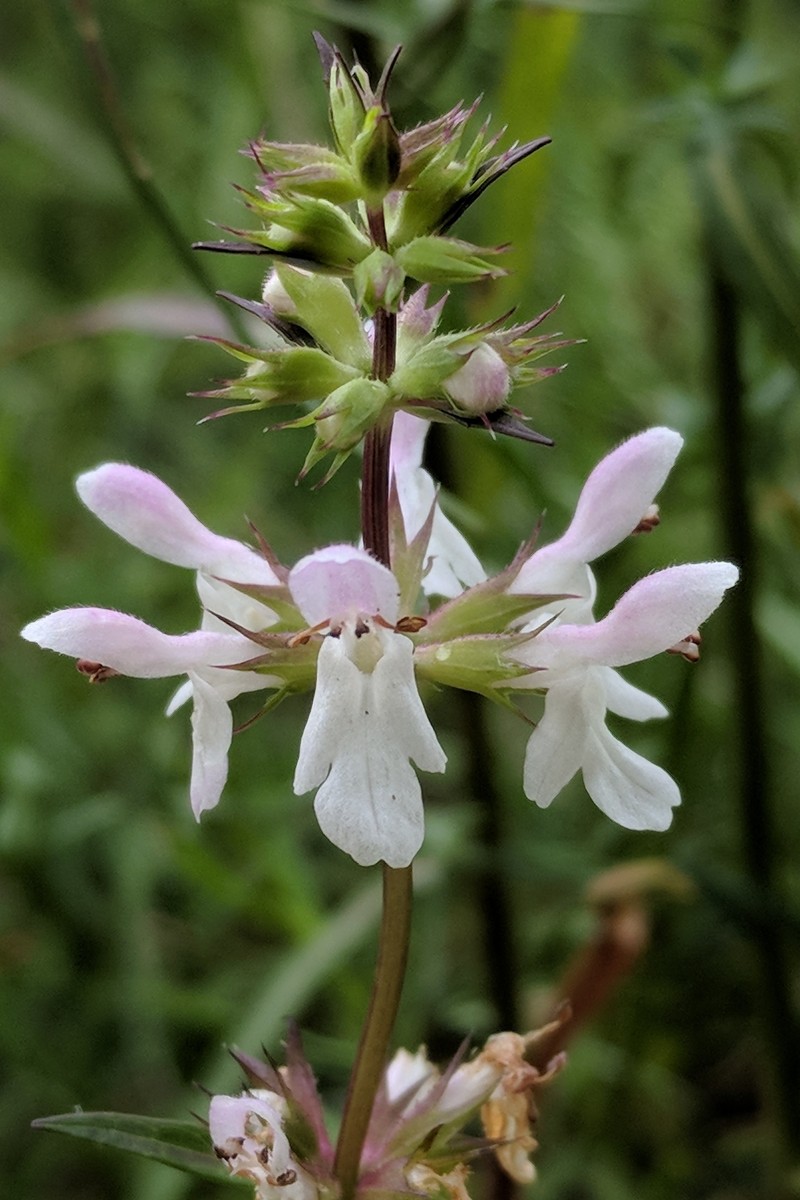 Hyssopleaf Hedgenettle photo 4
