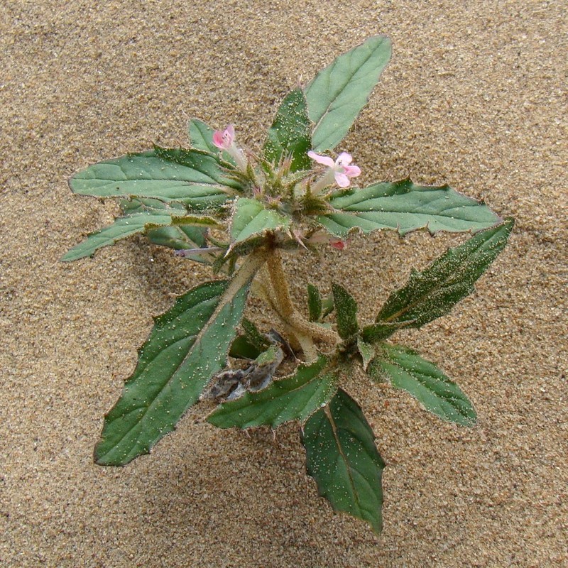 Stachys ilicifolius