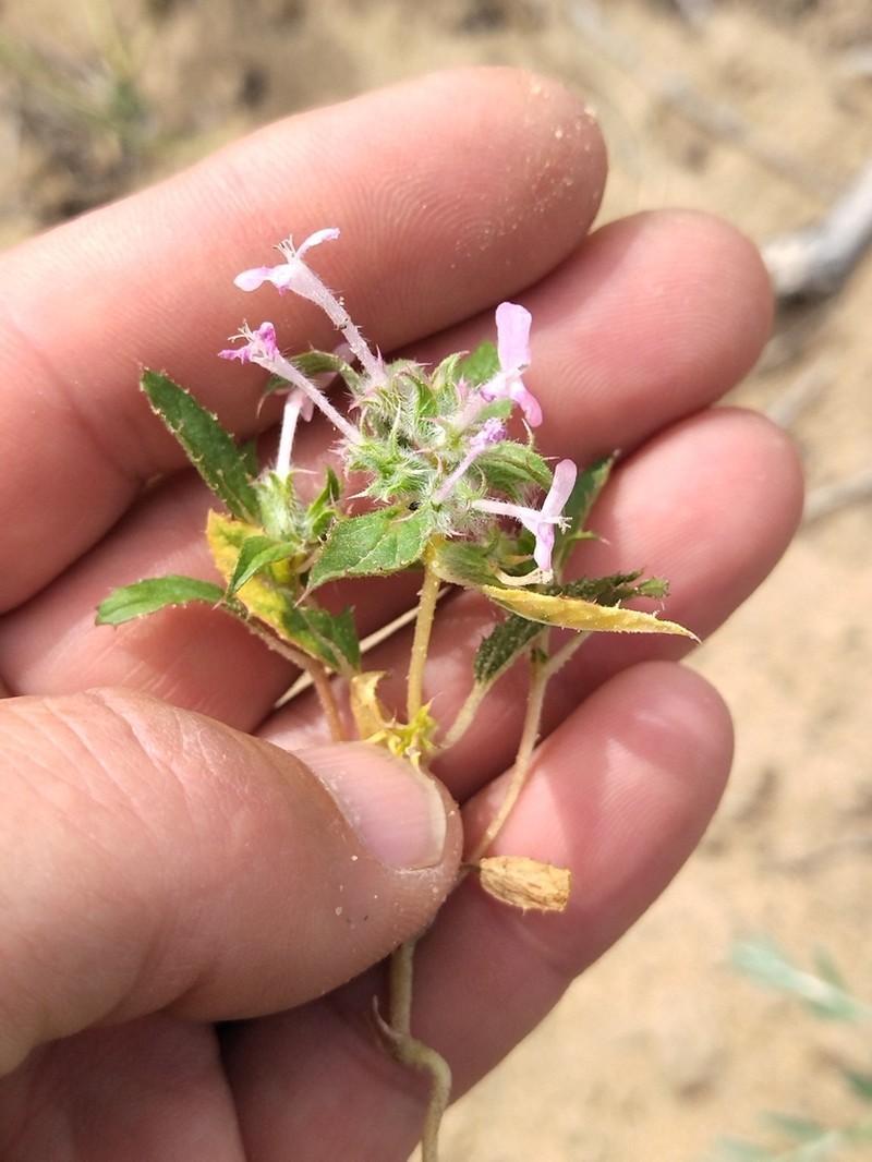 Stachys ilicifolius photo 2