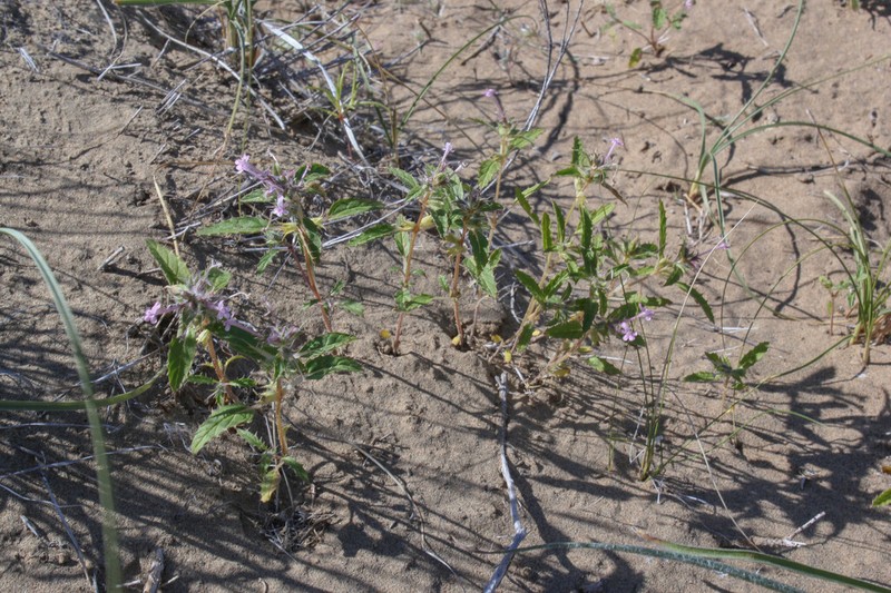 Stachys ilicifolius photo 3