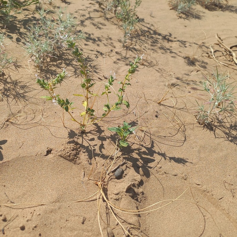Stachys ilicifolius photo 4