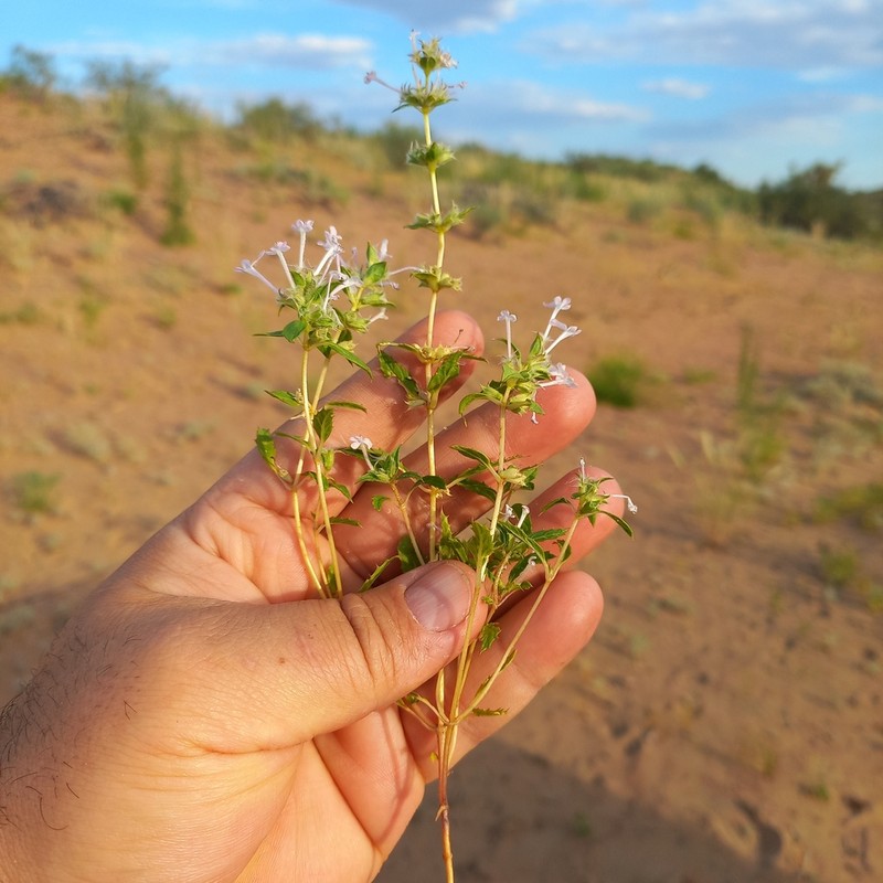 Stachys ilicifolius photo 5