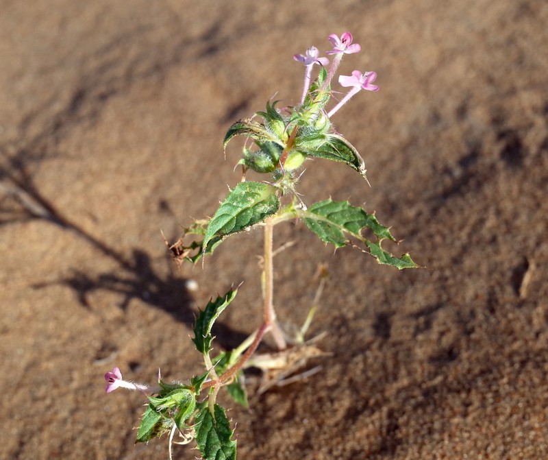 Stachys ilicifolius photo 6