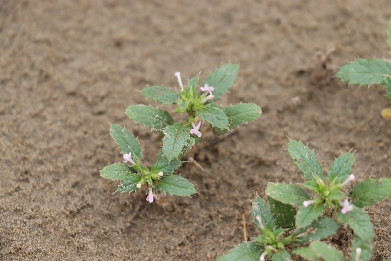 Stachys ilicifolius photo 7