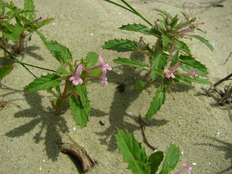 Stachys ilicifolius photo 8