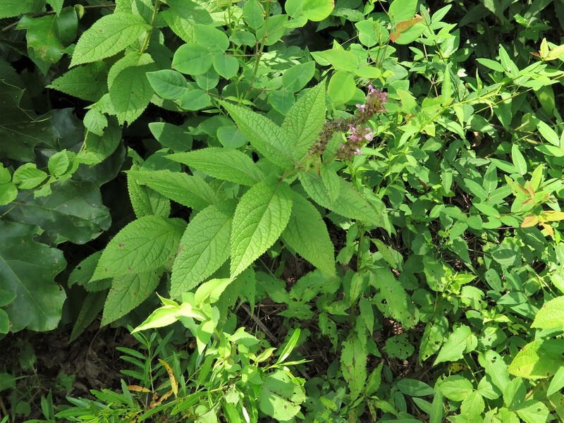 Stachys iltisii