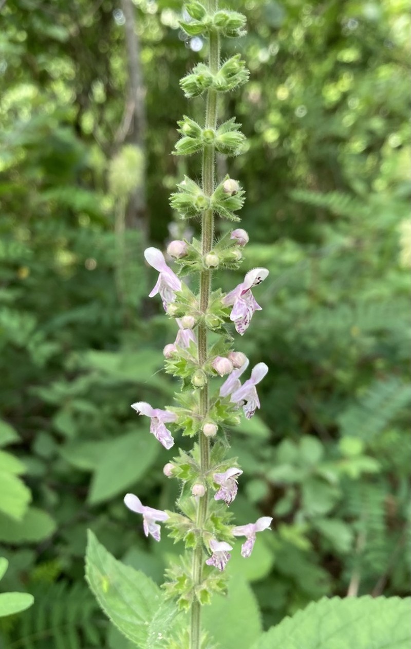 Stachys iltisii photo 2