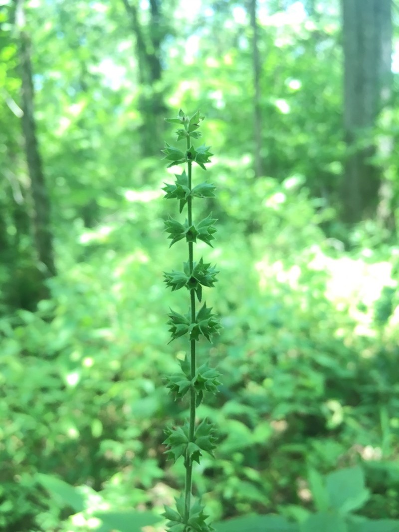 Stachys iltisii photo 3