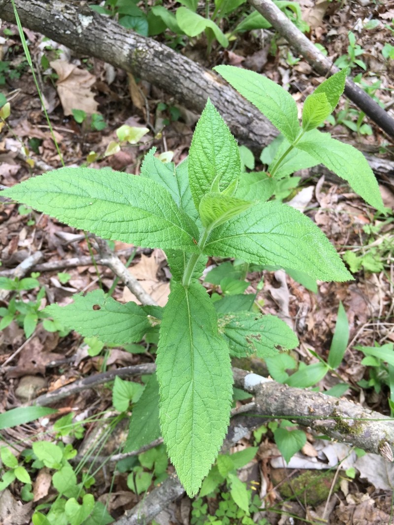 Stachys iltisii photo 4
