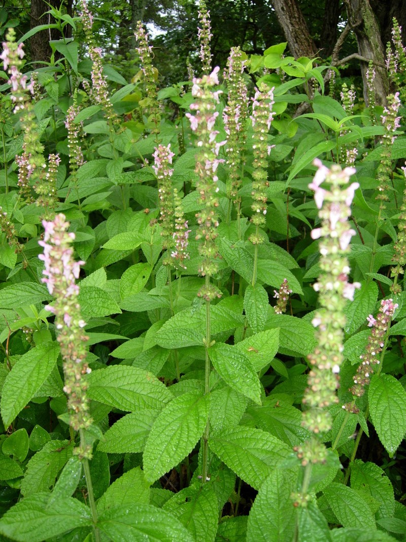 Stachys iltisii photo 5