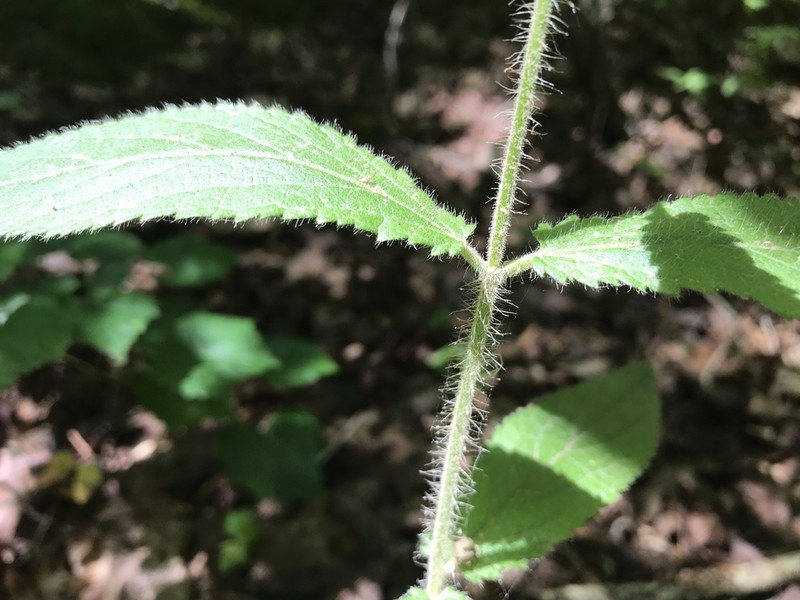 Stachys iltisii photo 6