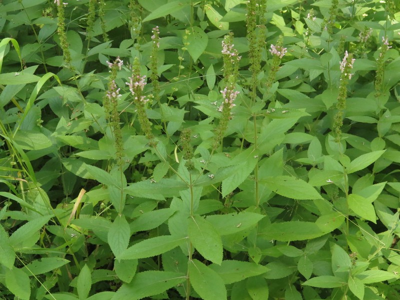 Stachys iltisii photo 7