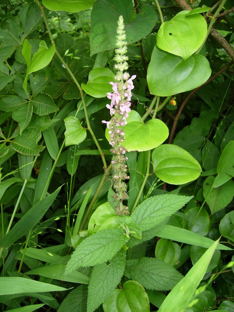 Stachys iltisii photo 8