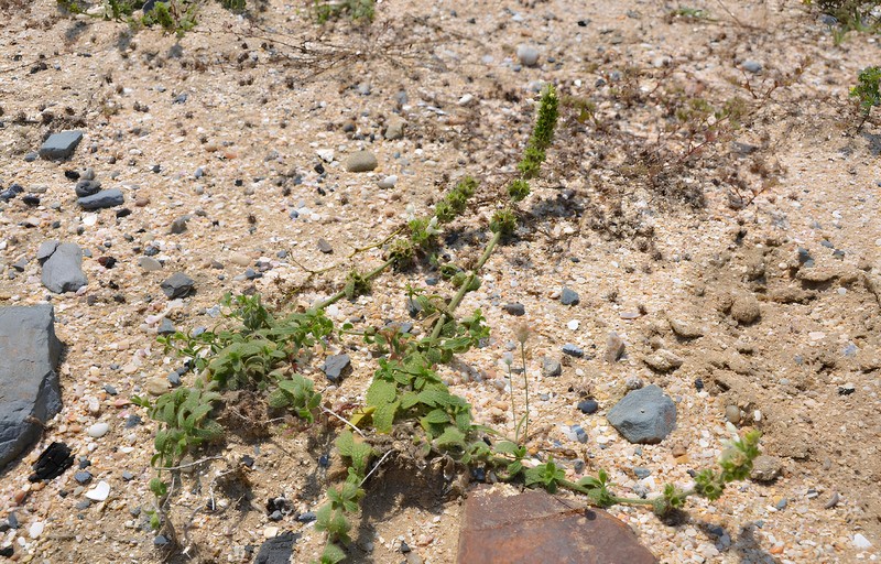 Stachys istanbulensis