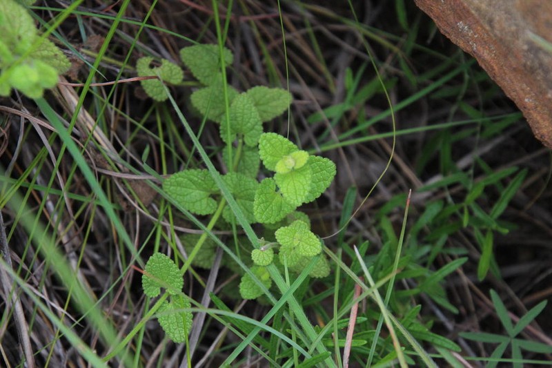 Stachys lallaniana