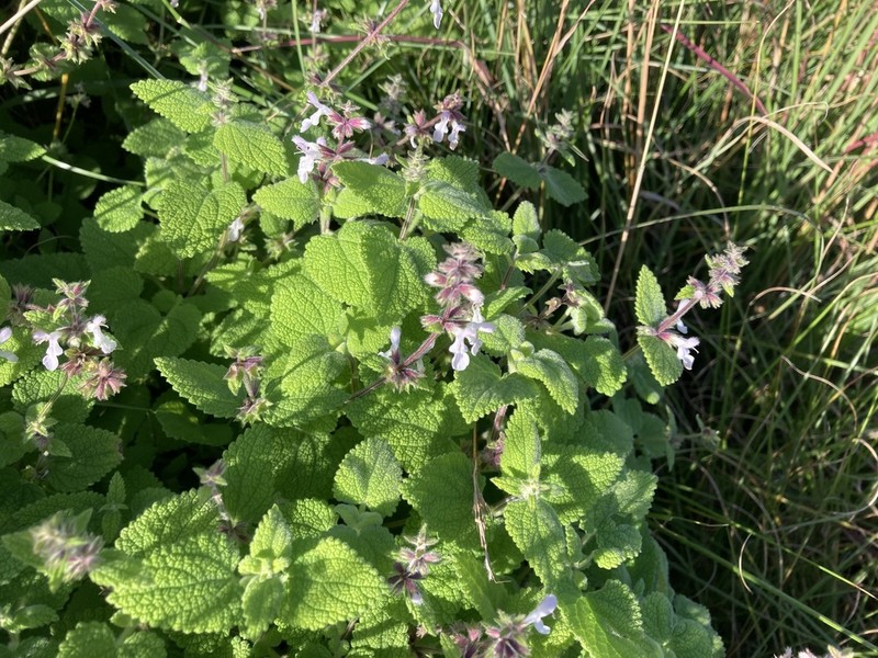 Stachys lallaniana photo 2