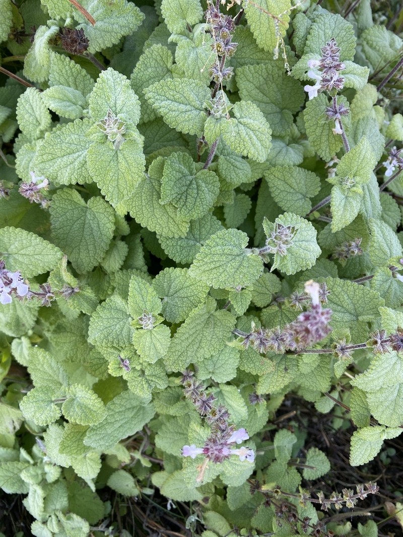 Stachys lallaniana photo 3