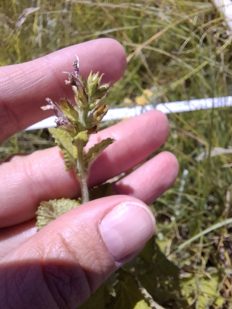 Stachys lallaniana photo 4
