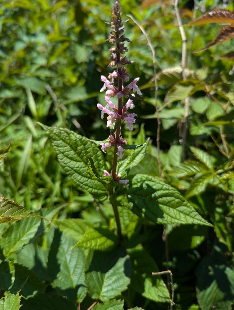 Broadtooth Hedgenettle photo 7
