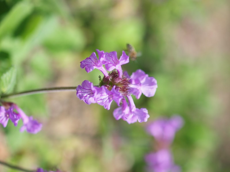 Big-Sage photo 5