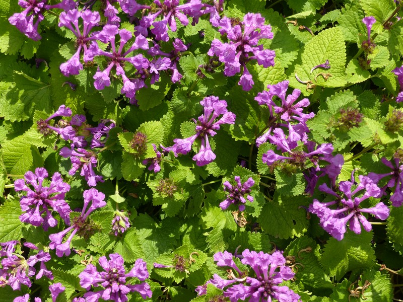 Big-Sage photo 6