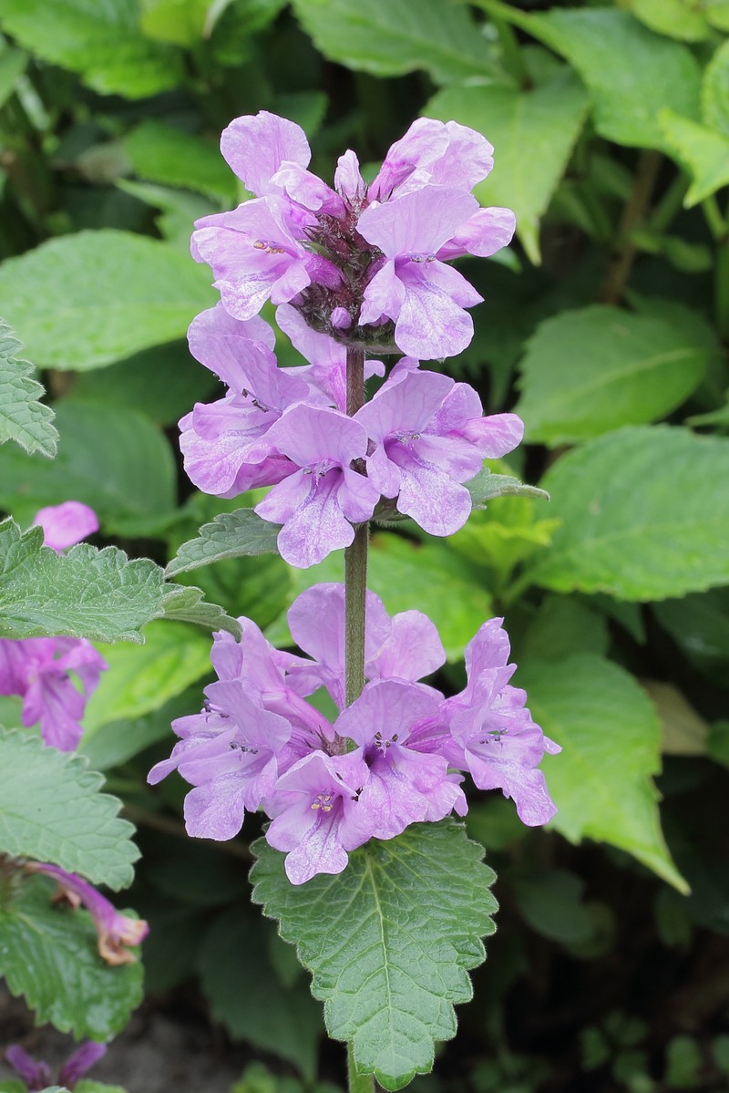 Big-Sage photo 2