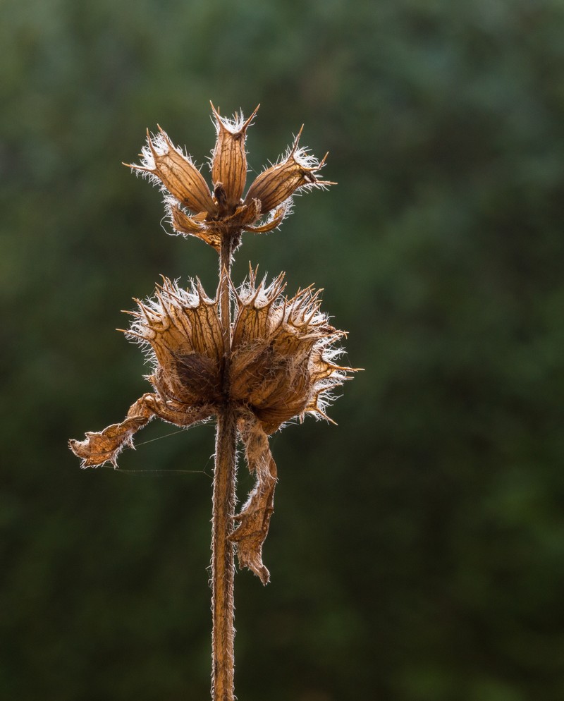 Big-Sage photo 3