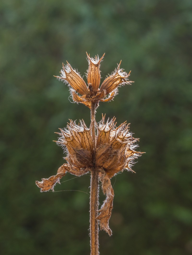 Big-Sage photo 4