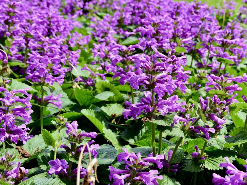 Big-Sage photo 7