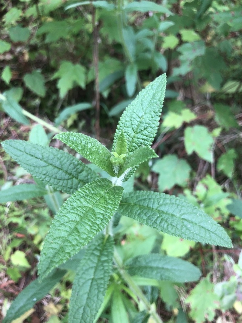 Stachys matthewsii photo 4