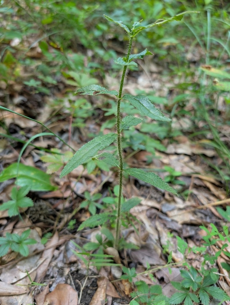 Stachys matthewsii photo 6