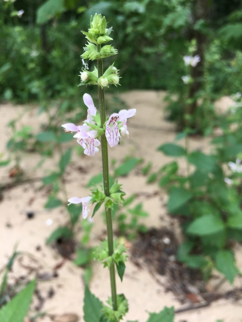 Stachys matthewsii photo 8