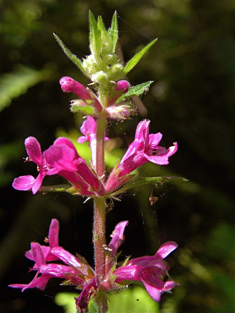 Mexican Hedgenettle photo 2