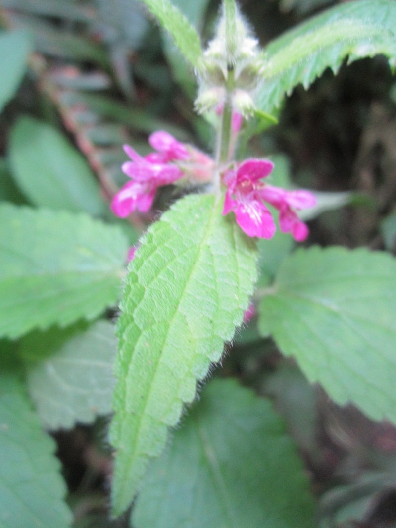 Mexican Hedgenettle photo 3