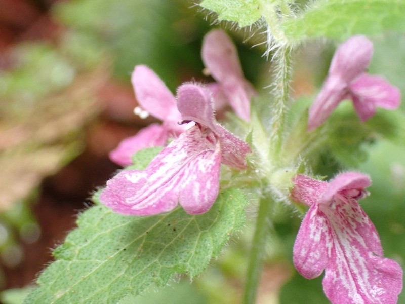 Mexican Hedgenettle photo 4