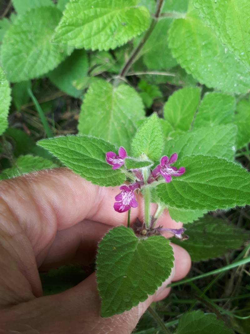 Mexican Hedgenettle photo 5