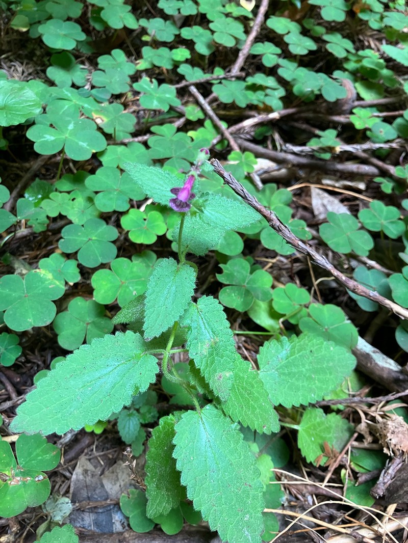 Mexican Hedgenettle photo 6