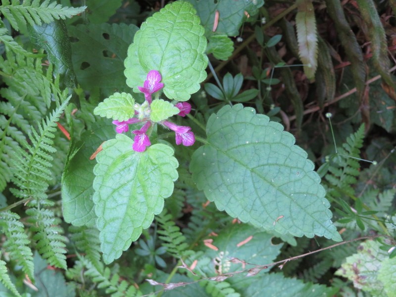 Mexican Hedgenettle photo 7