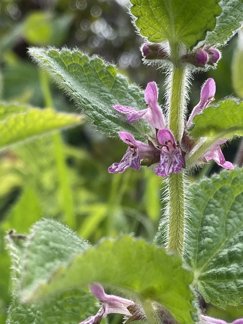 Mexican Hedgenettle photo 8