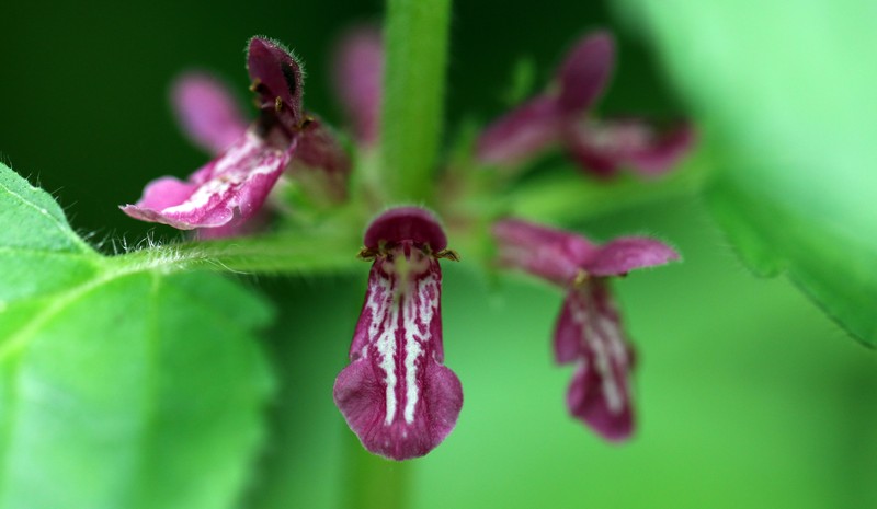 Mexican Hedgenettle