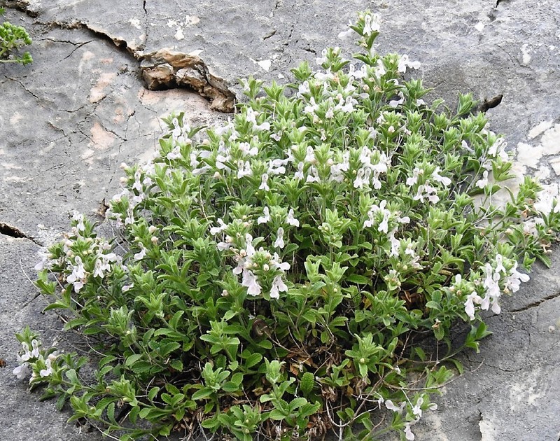 Stachys milasensis