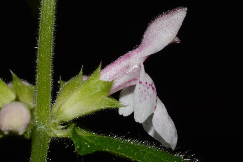 Stachys nelsonii