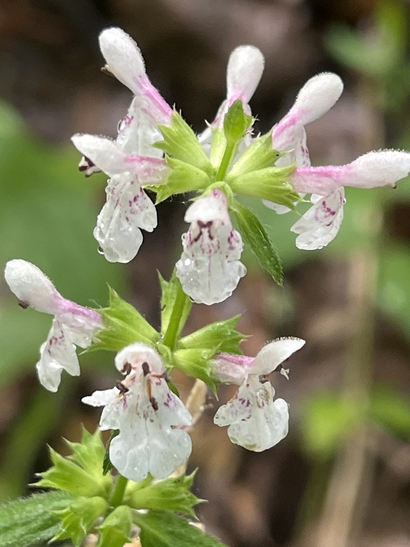 Stachys nelsonii photo 2