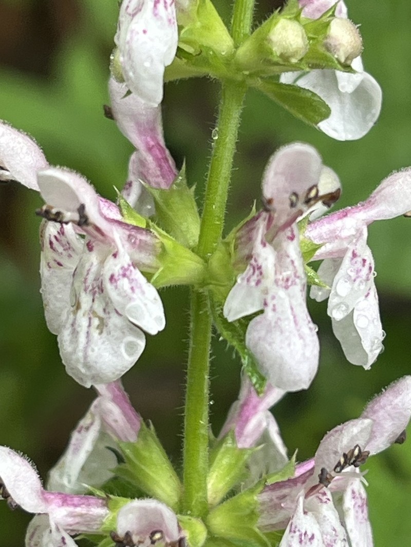 Stachys nelsonii photo 3