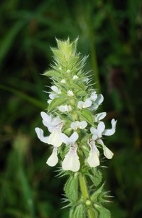 Italian Hedgenettle